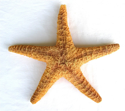 Dark Yellow Starfish